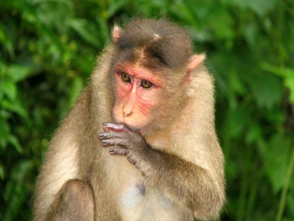 കുരങ്ങ്