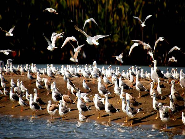 പക്ഷി സങ്കേതം