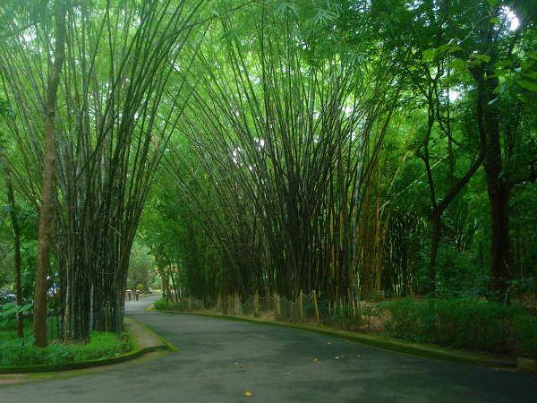 തേക്ക് മ്യൂസിയം