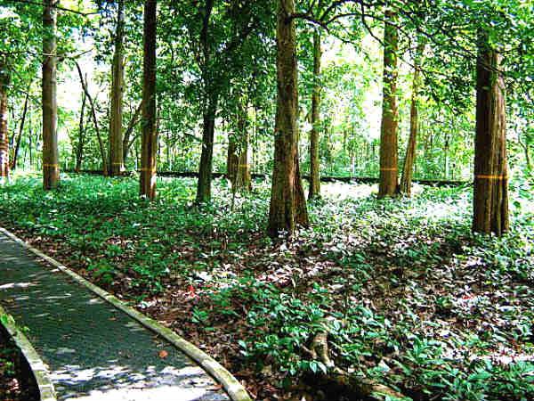 കനോലി പ്ലോട്ട്