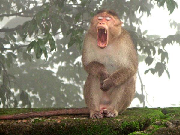 കുരങ്ങന്മാർ