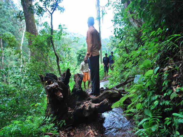 ട്രെക്കിംഗ്
