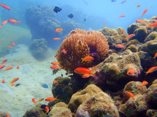 പവിഴപുറ്റുകൾ