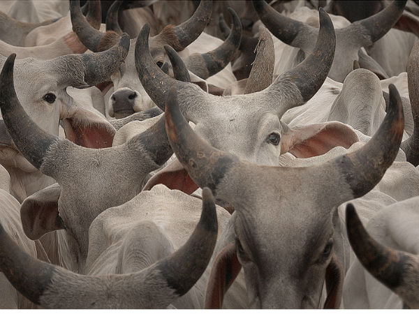 കൂടുതൽ ചിത്രങ്ങൾ