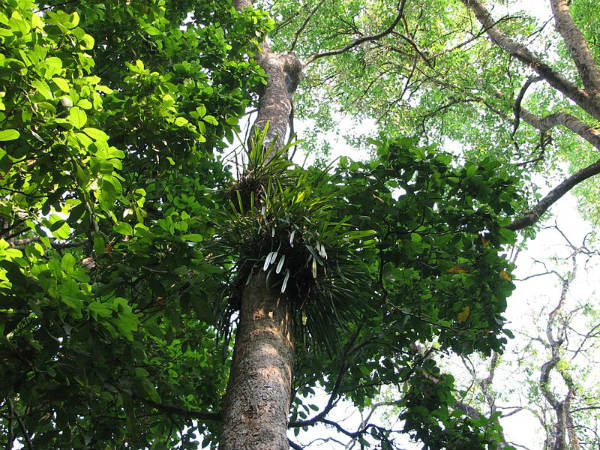 ആറളം ഫാം