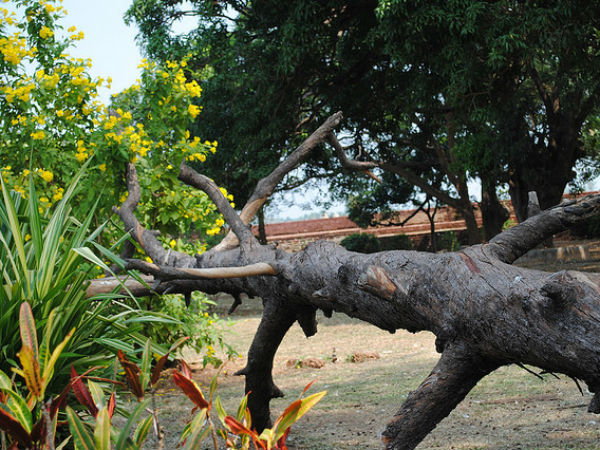 കടപുഴകിയ മരം
