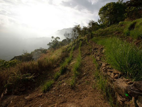 പുൽമേടുകൾ