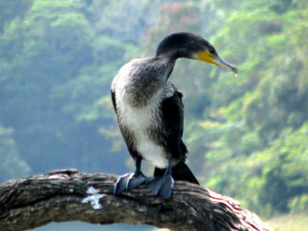 പക്ഷി നിരീക്ഷണം
