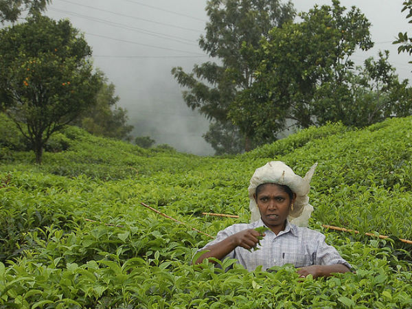 തോട്ടം തൊഴിലാളി
