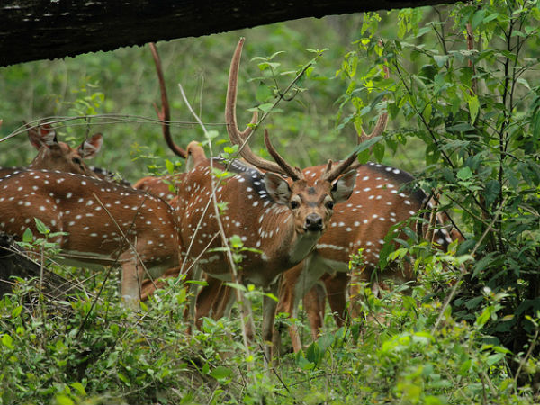 തുള്ളിയോടും പുള്ളിമാനുകൾ