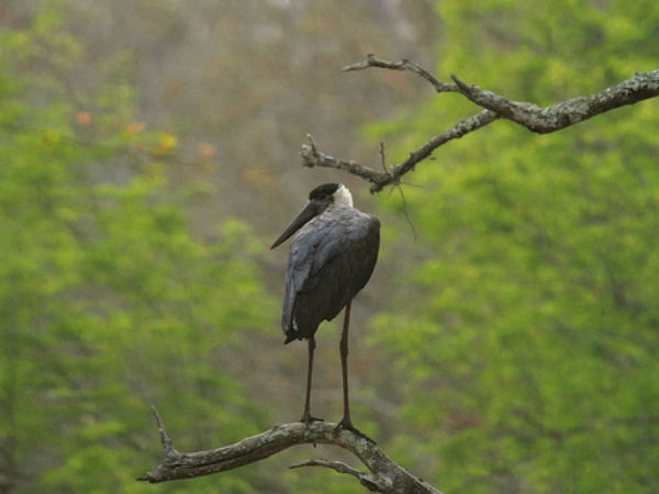 നിങ്ങൾ കണ്ടിട്ടില്ലാത്ത പക്ഷികൾ