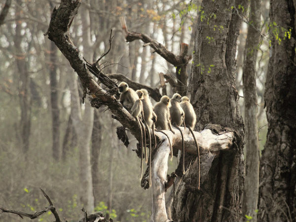 ഹനുമാൻ കുരങ്ങുകളുടെ ഫാഷൻ പരേഡ്