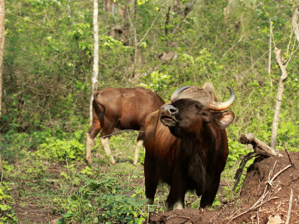 ജംഗിള്‍ സഫാരി