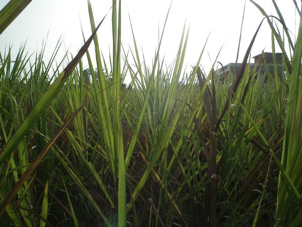 കരിമ്പിൻ തോട്ടങ്ങൾ