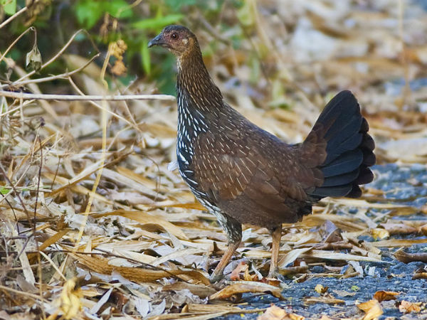 തട്ടേക്കാട് പക്ഷിസങ്കേതം (Thattekkad Bird Sanctuary)
