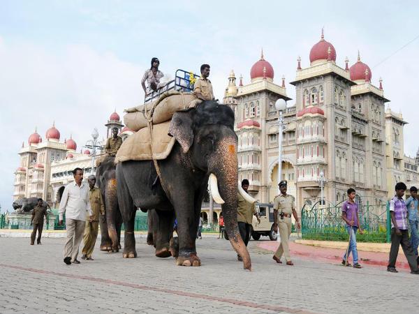 ആനകൾ മൈസൂരിലേക്ക്
