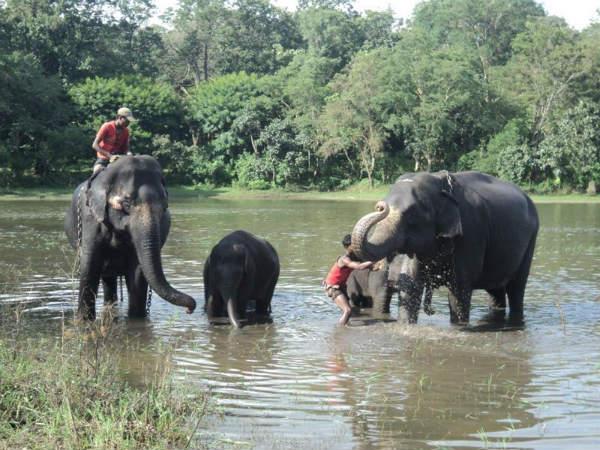 ആനകളെ പാർപ്പിക്കുന്ന ഇടം