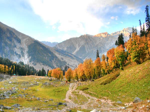 സ്വർണ്ണപുൽത്തക്കിടി