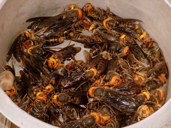 നാഗാബസാർ