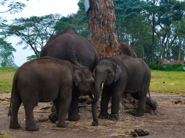 ആനയൂട്ട് കാണാം