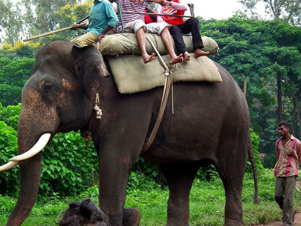 ആനസവാരി