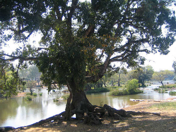 മരം ഒരു വരം