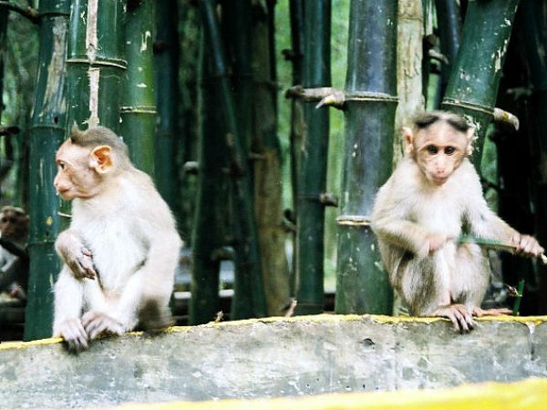 മുളങ്കാടുകൾക്ക് ഇടയിലൂടെ