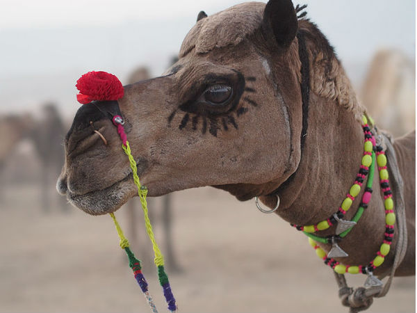 http://commons.wikimedia.org/wiki/File:%283%29_Pushkar_Fair,_A_camel_dressed_up_like_a_bride.jpg