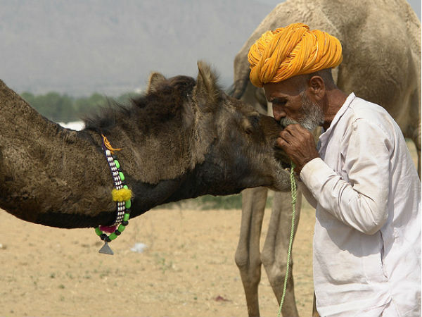പ്രിയപ്പെട്ട ഒട്ടകം