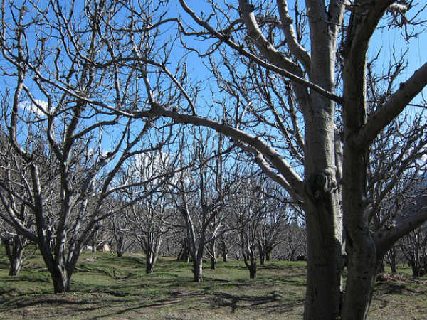 മണാലി ചിത്രങ്ങൾ
