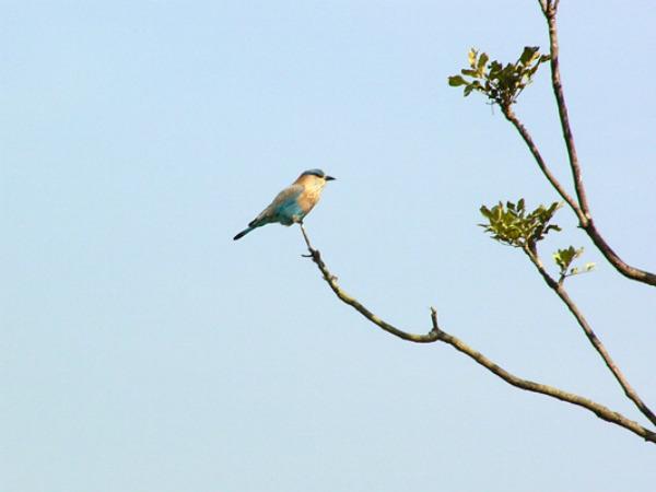 പക്ഷി നിരീക്ഷണം