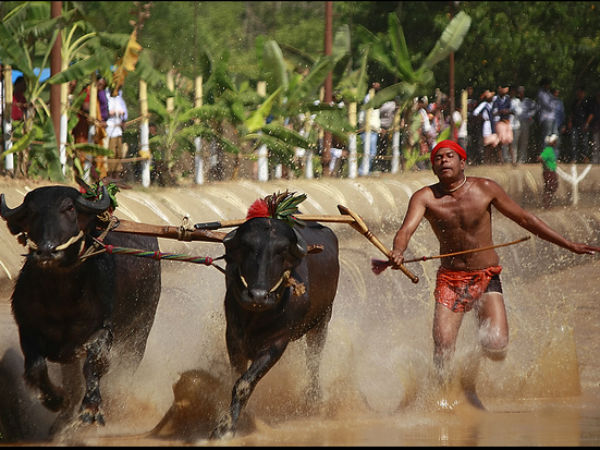 പിലിക്കുള