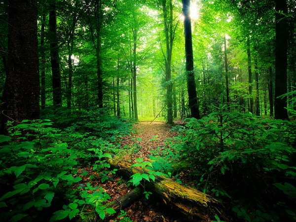 പ്രകൃതി സ്‌നേഹികള്‍ക്ക് യാത്ര ചെയ്യാന്‍ കേരളത്തിലെ 5 സ്ഥലങ്ങള്‍