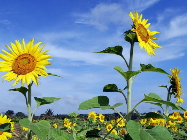 മൈസൂരിലേക്ക്
