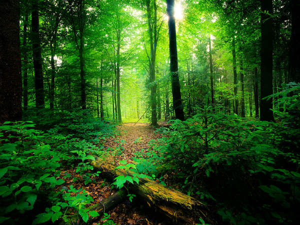 12. സയലന്റ് വാലി, 192 കിമീ