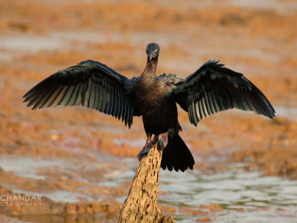 പക്ഷി നിരീക്ഷണം