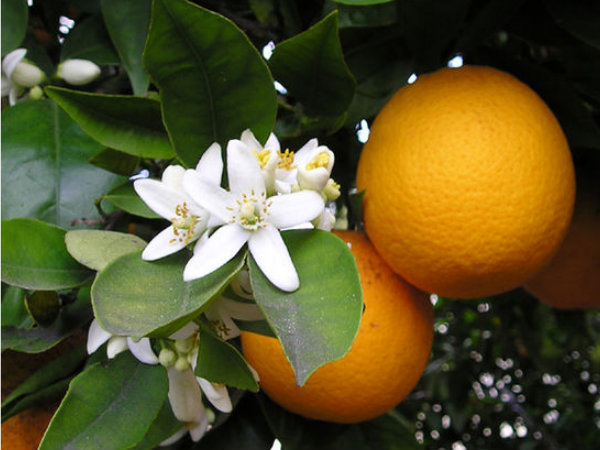 ജാംപുയ്‌ ഹിൽസ്