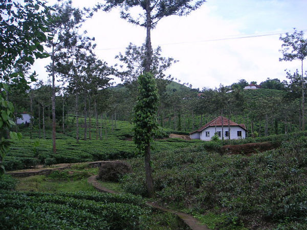 തോട്ടങ്ങൾ