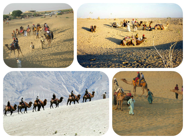 ക്യാമല്‍ സഫാരിയേക്കുറിച്ച് അറിയാന്‍ ആഗ്രഹമുണ്ടോ?