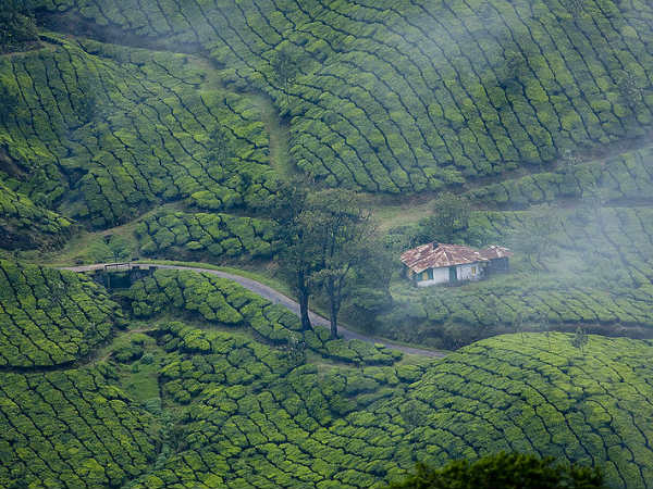 07. മൂന്നാർ