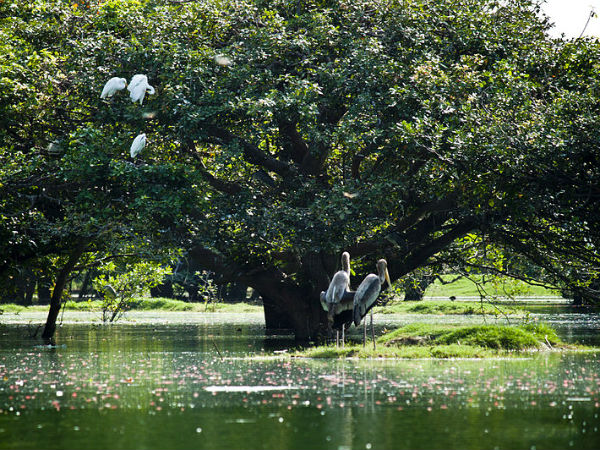 വേടന്തങ്കൽ