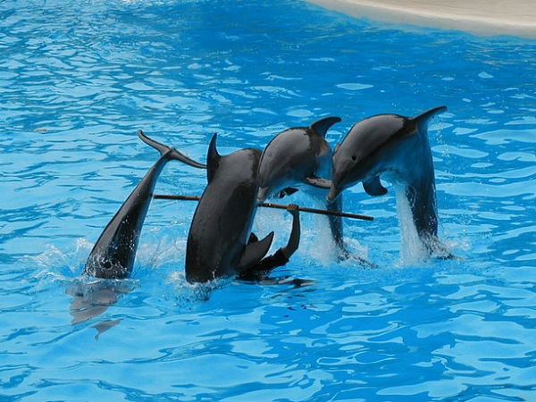 ഡോള്‍ഫിനുകളെ കാണാന്‍ ചില സ്ഥലങ്ങള്‍