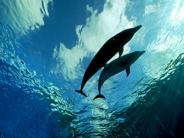 ഡോള്‍ഫിനുകളെ കാണാന്‍ ചില സ്ഥലങ്ങള്‍