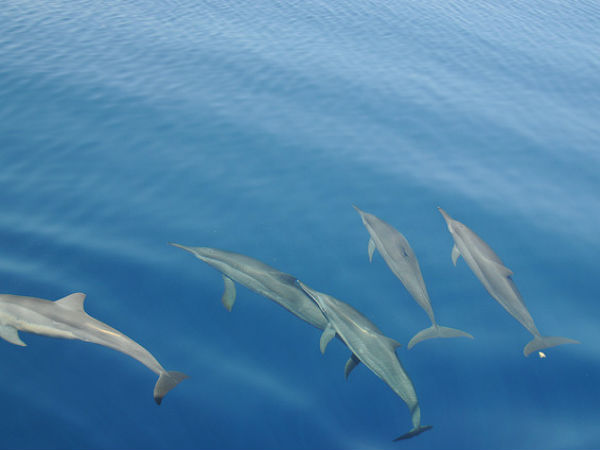 ഡോള്‍ഫിനുകളെ കാണാന്‍ ചില സ്ഥലങ്ങള്‍