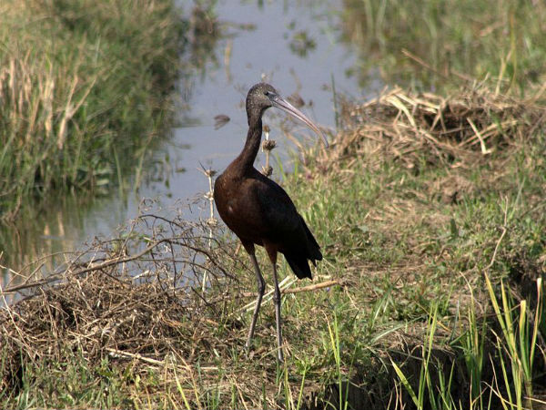 നല്‍സരോവര്‍ പക്ഷി സങ്കേതം