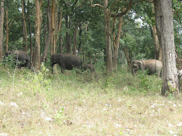 04. ആനകളുടെ രാജ്യം