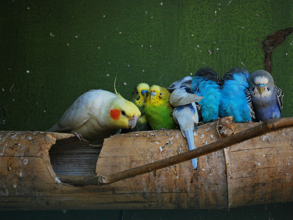 05. വ്യത്യസ്ത ഇനത്തിലുള്ള മുളകള്‍