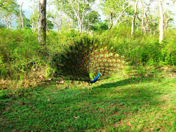 12. മയിലുകള്‍