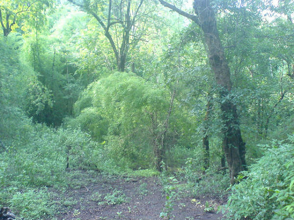 വനത്തിലൂടെ