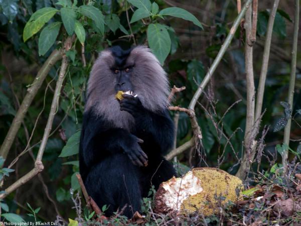 നീലഗിരി ലാംഗൂർ